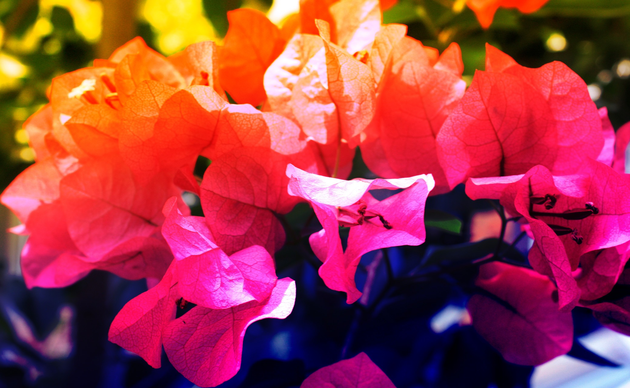 Consejo Profesional de Biología