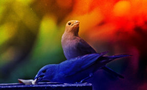 Consejo Profesional de Biología