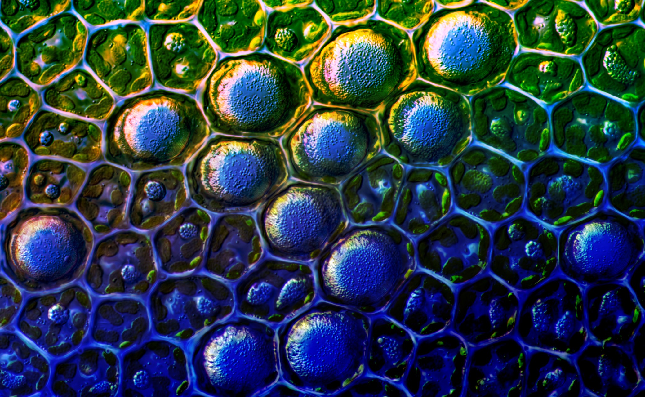 Consejo Profesional de Biología