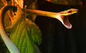 Consejo Profesional de Biología
