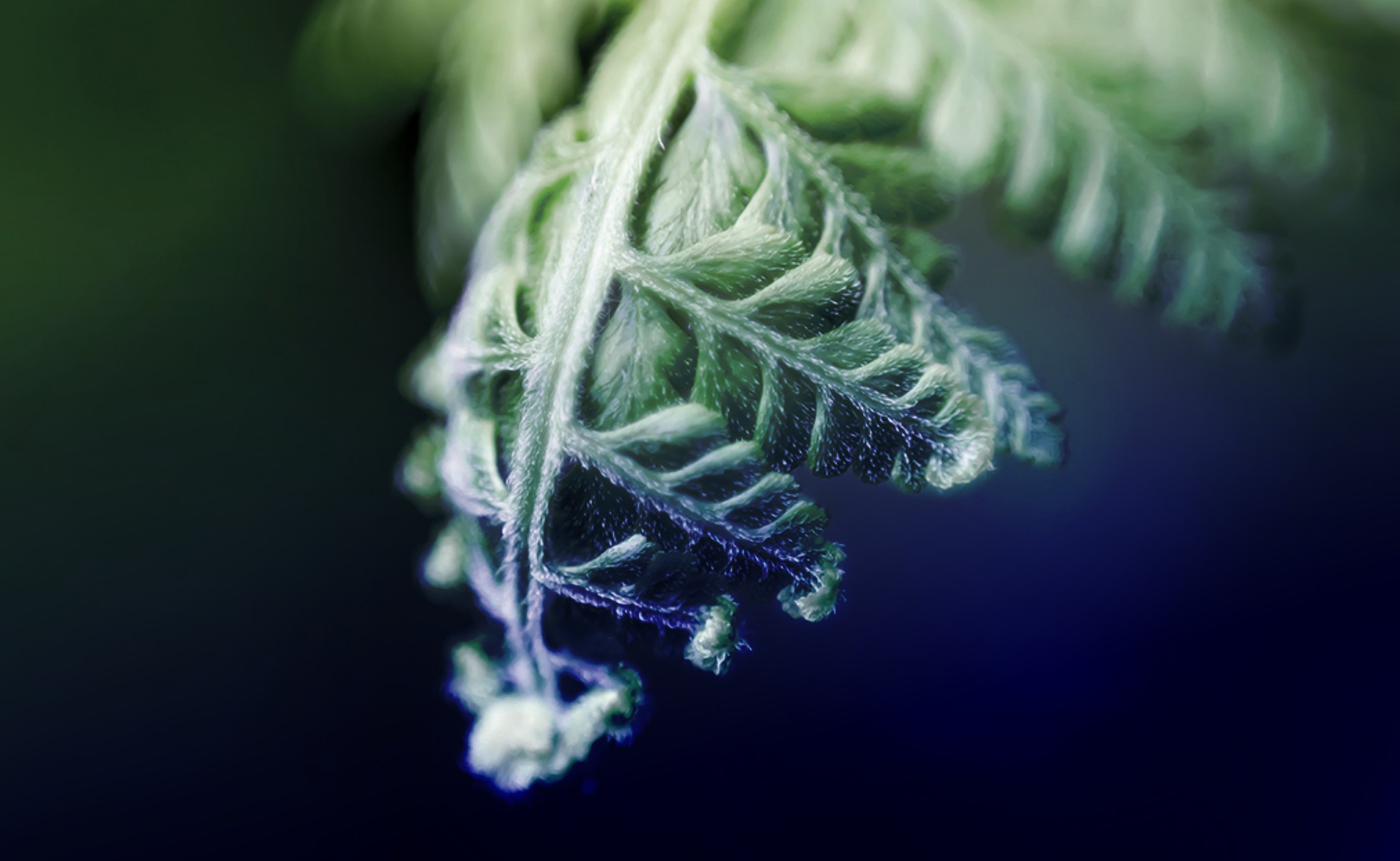 Consejo Profesional de Biología