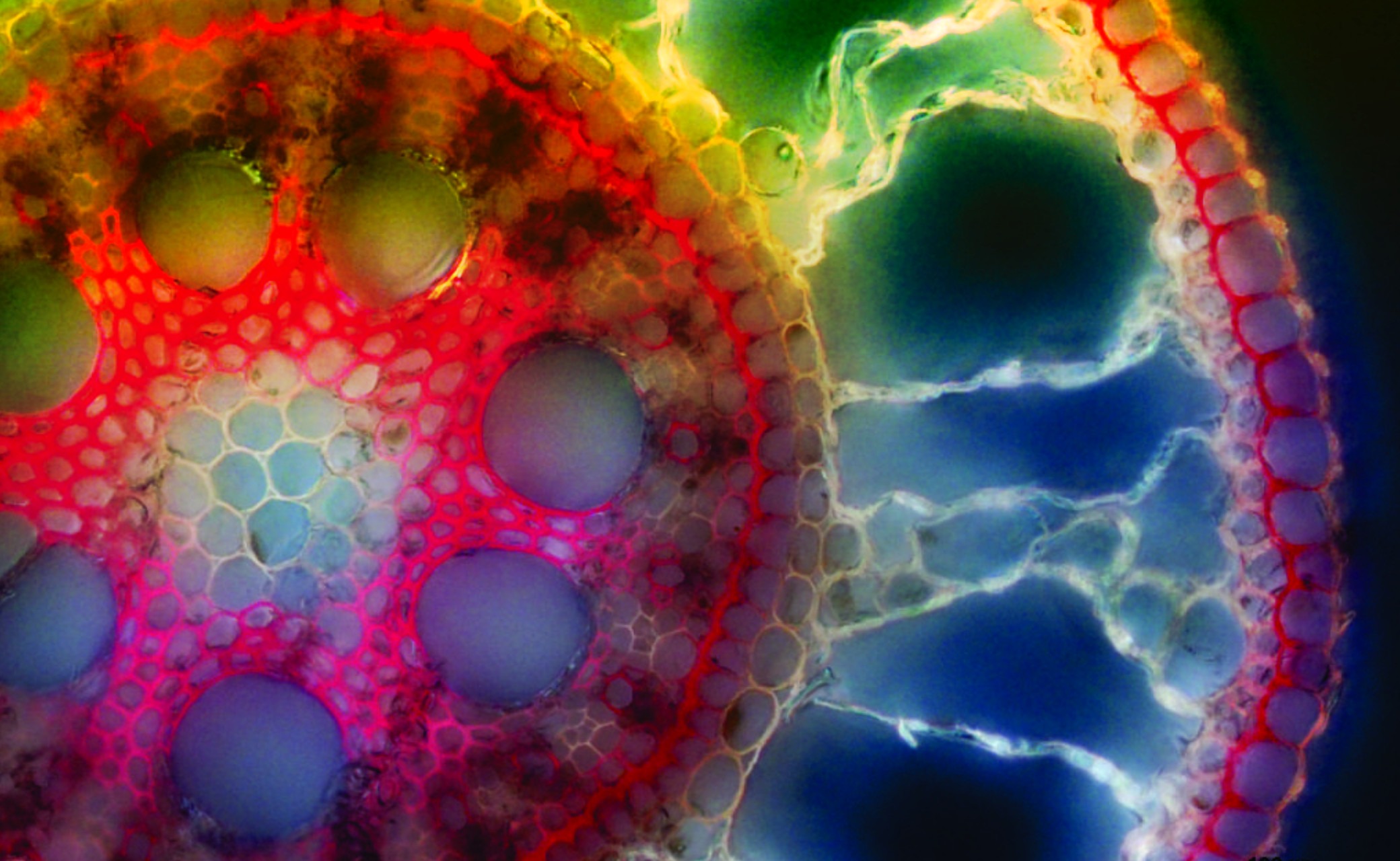 Consejo Profesional de Biología