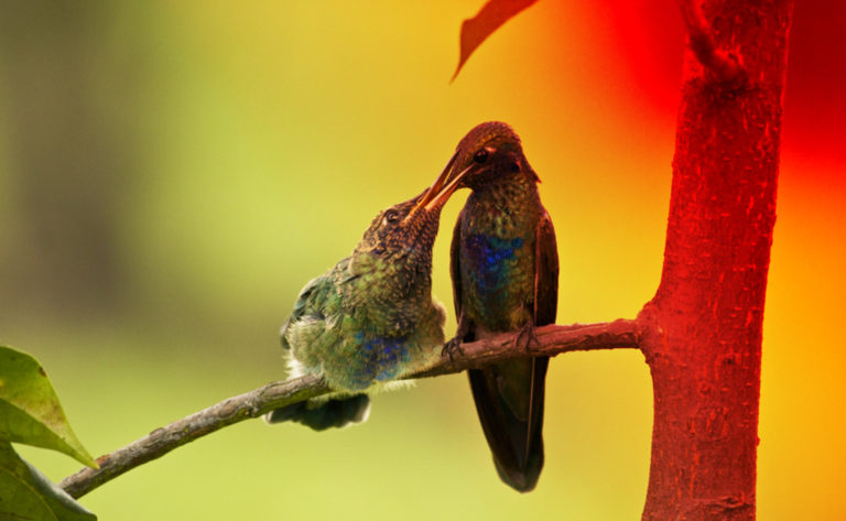 Consejo Profesional de Biología