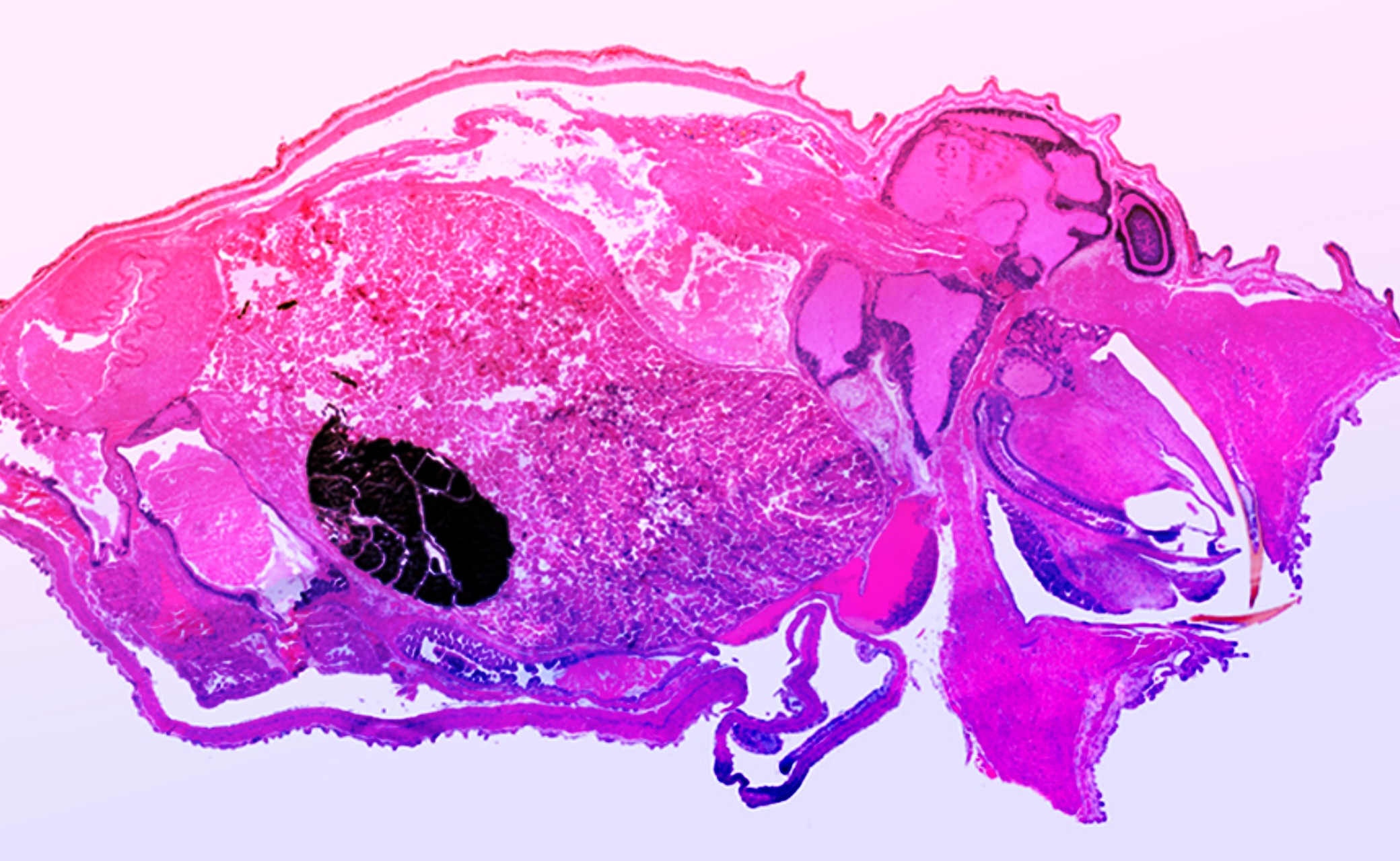 Consejo Profesional de Biología