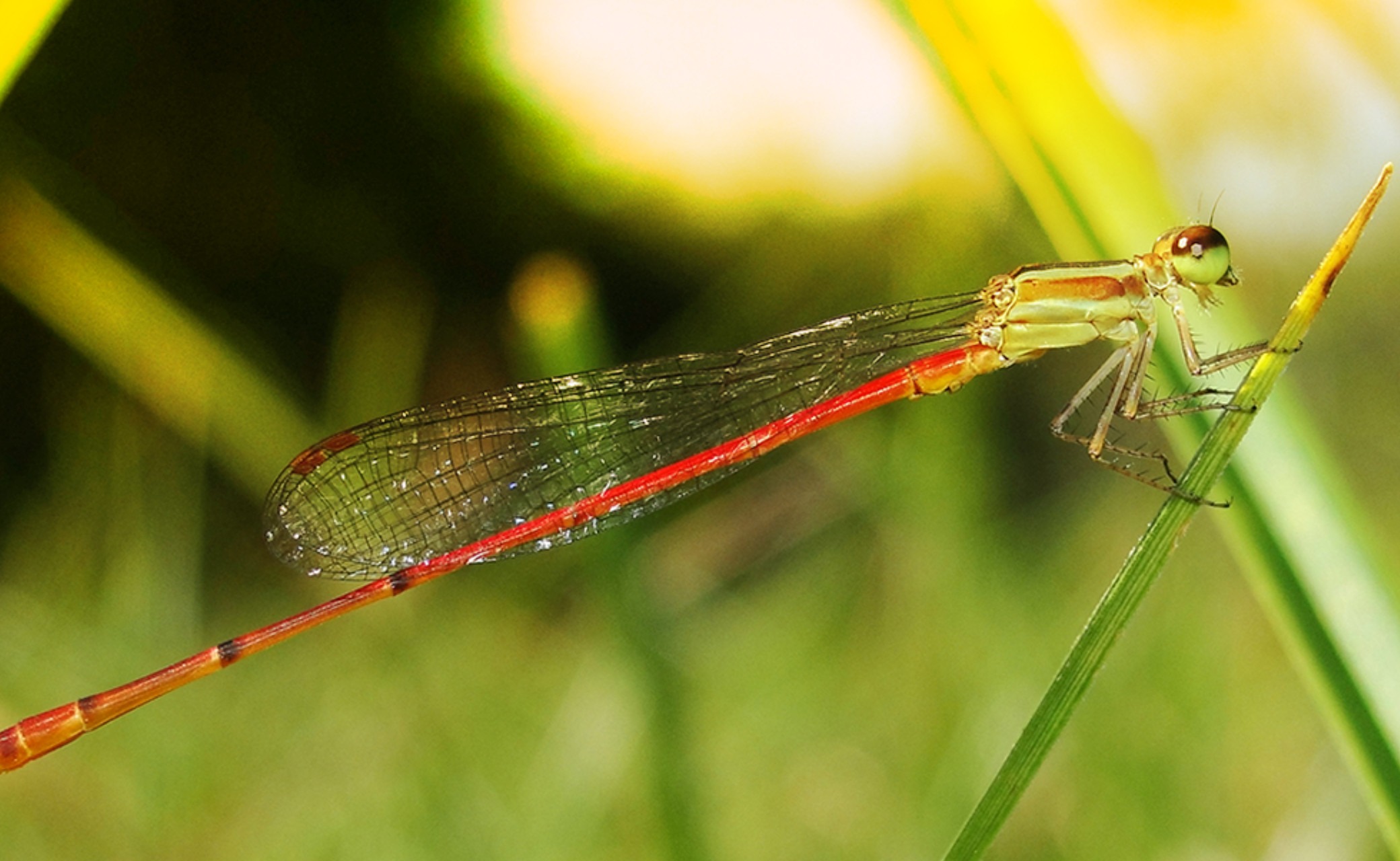 Consejo Profesional de Biología