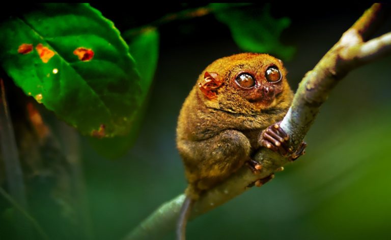 Consejo Profesional de Biología