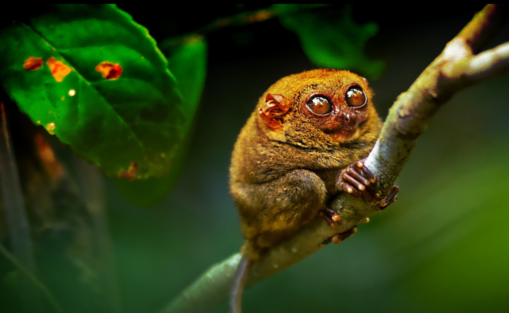 Consejo Profesional de Biología