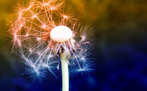 Deber de Contratar profesionales de Biología – Autorización Profesionales Extranjeros