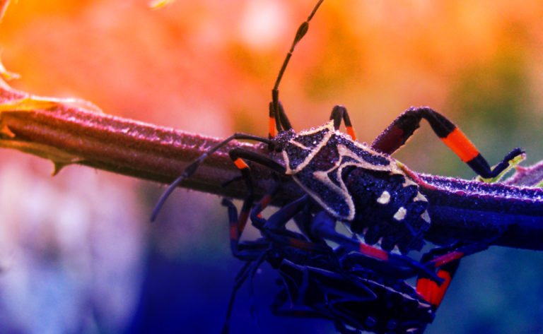 Consejo Profesional de Biología