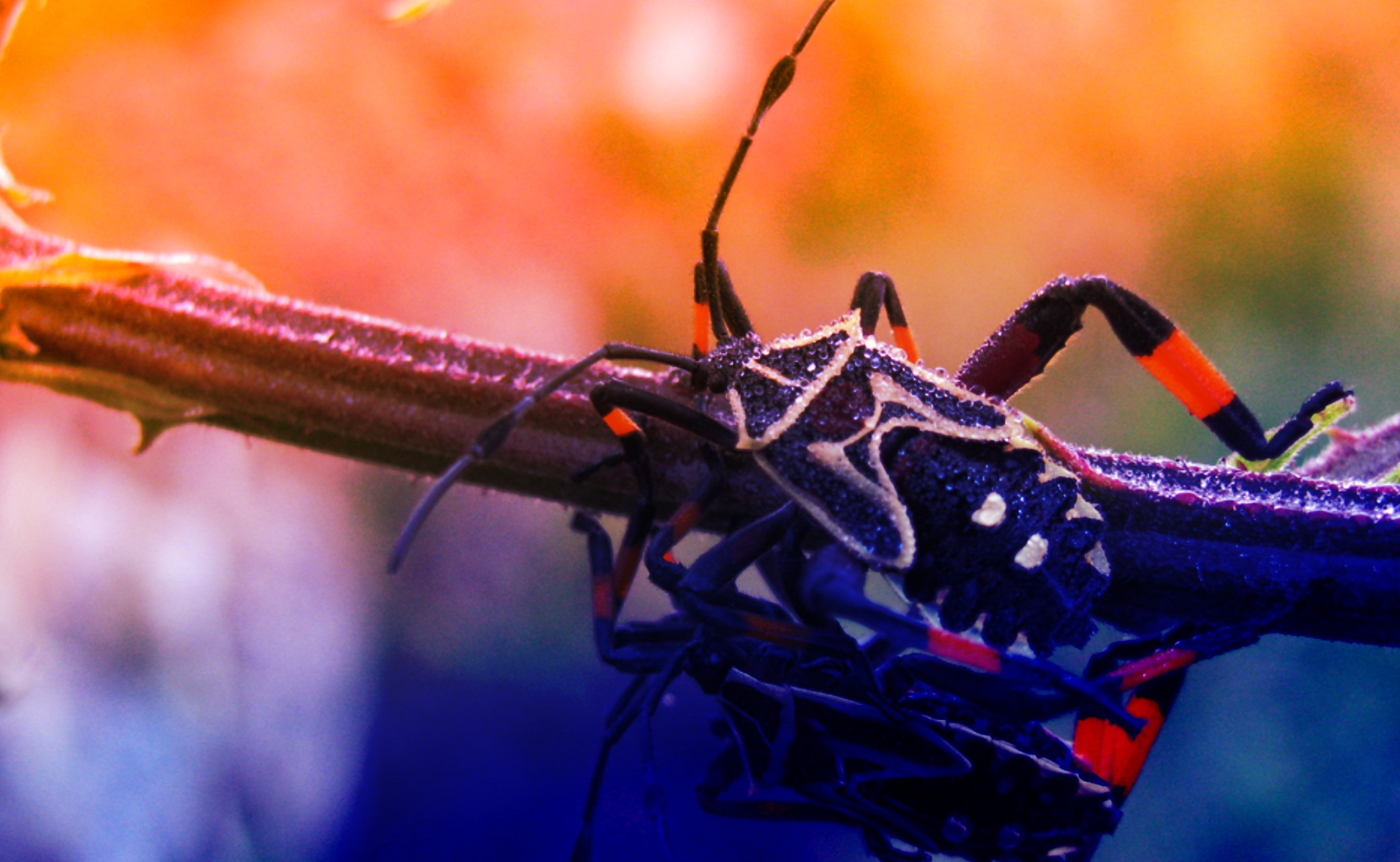 Consejo Profesional de Biología