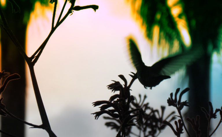 Consejo Profesional de Biología