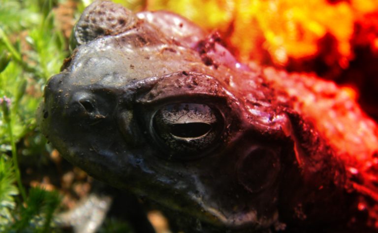 Consejo Profesional de Biología