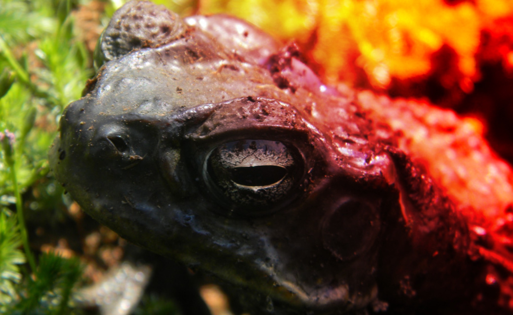 Consejo Profesional de Biología