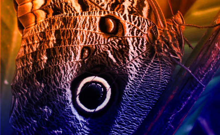 Consejo Profesional de Biología