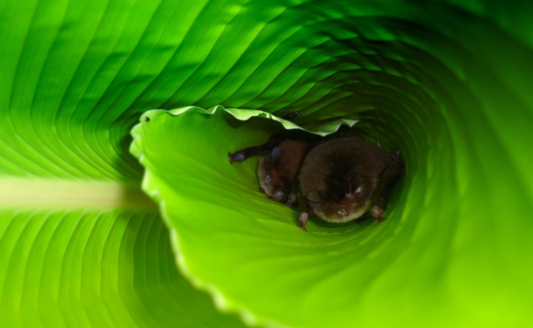 Consejo Profesional de Biología