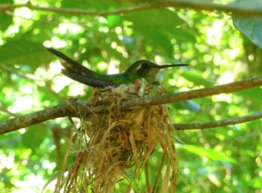 eco fauna
