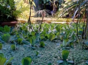 Respuesta de CPBIOL a solicitud de la Licenciada Jennifer Vélez