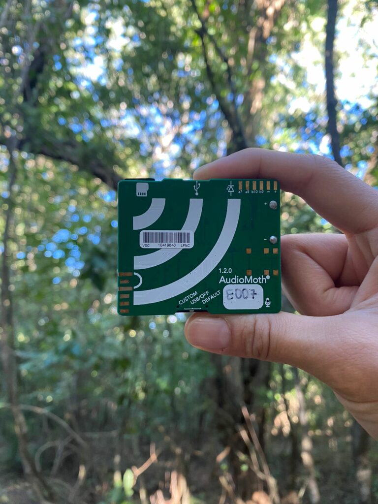 andigena-02