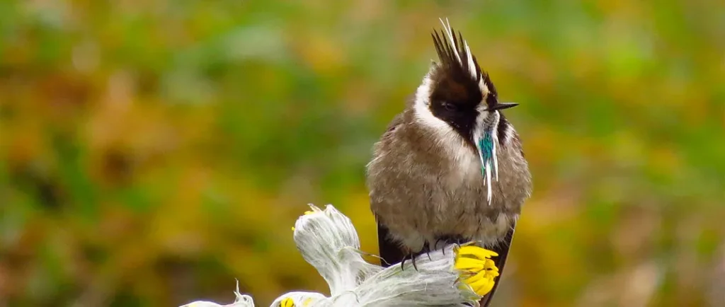 bogota-birding-wildlife-img-002