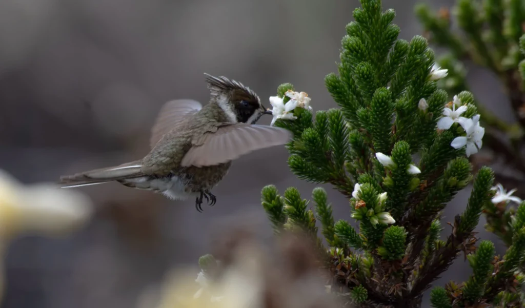 bogota-birding-wildlife-img-005