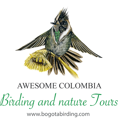 bogota birding wildlife logo 002