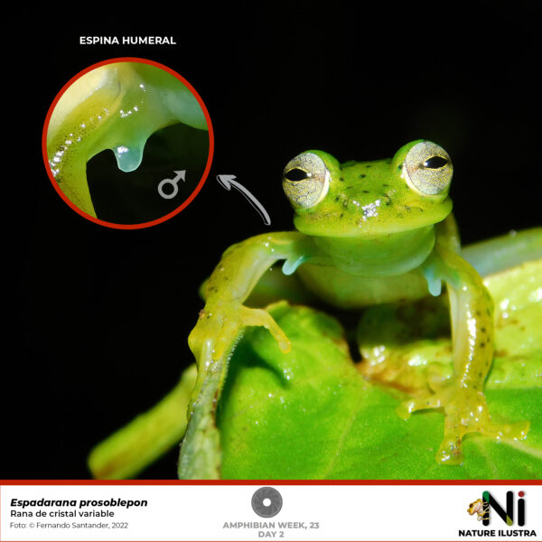 2. E. prosoblepon semana