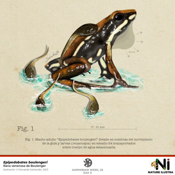 E. boulengeri Fig 1 semana