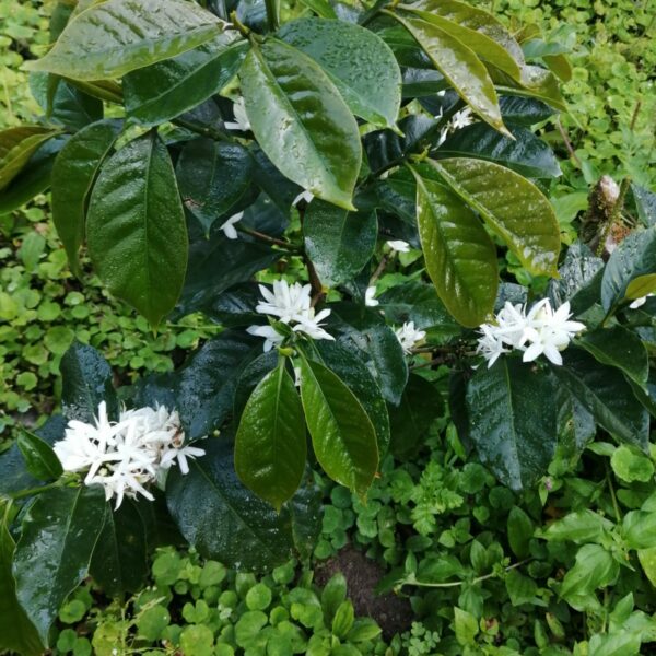 Café Agro Ecológico 3 bc710ae8 c065 4523 8dc9 1c1a08534177