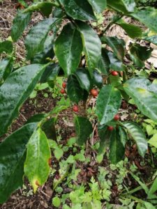 Comunicado de CPBIOL sobre el deber de exigir la matrícula profesional a los docentes de Biología y afines