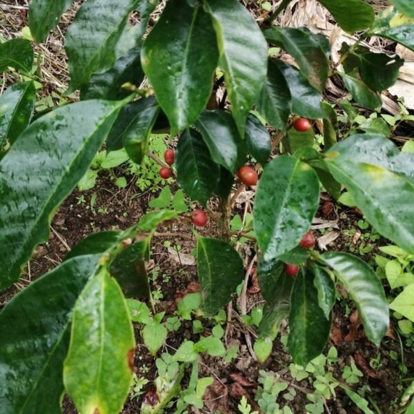 Café Agro Ecológico 2 f87603fa 5c14 42b7 bb1b c37d6c0d97f7