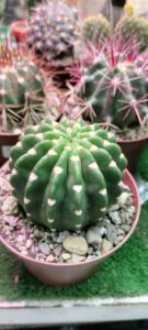 Solicitud de función preventiva a la DAFP  para la Vinculación Biólogos y Carreras Afines entidades Públicas en Manuales de funciones, Convocatorias, Vinculaciones legales, reglamentarias, Contratos de Prestación de servicios.